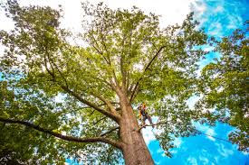 Best Firewood Processing and Delivery  in Tunnel Hill, GA